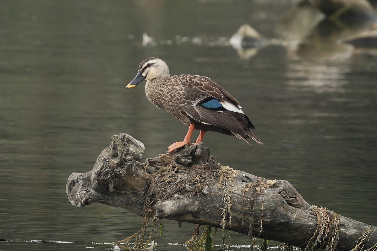 Eastern Spot-billed Duck - ML642051769