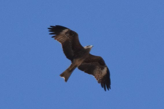 Black Kite - ML642051770