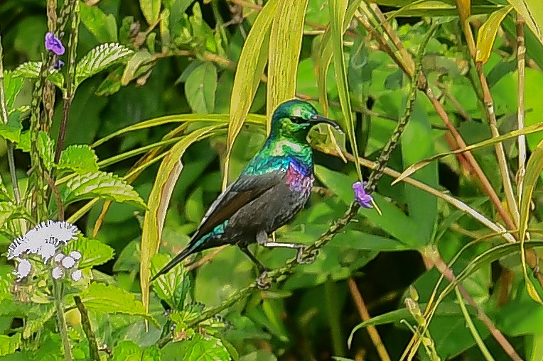 Purple-banded Sunbird - ML642051772