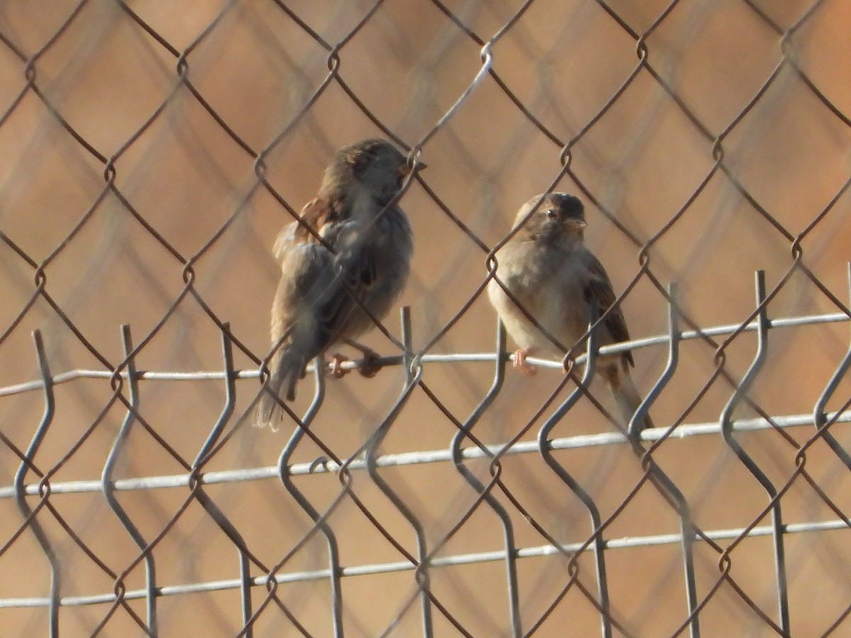 House Sparrow - ML642051777