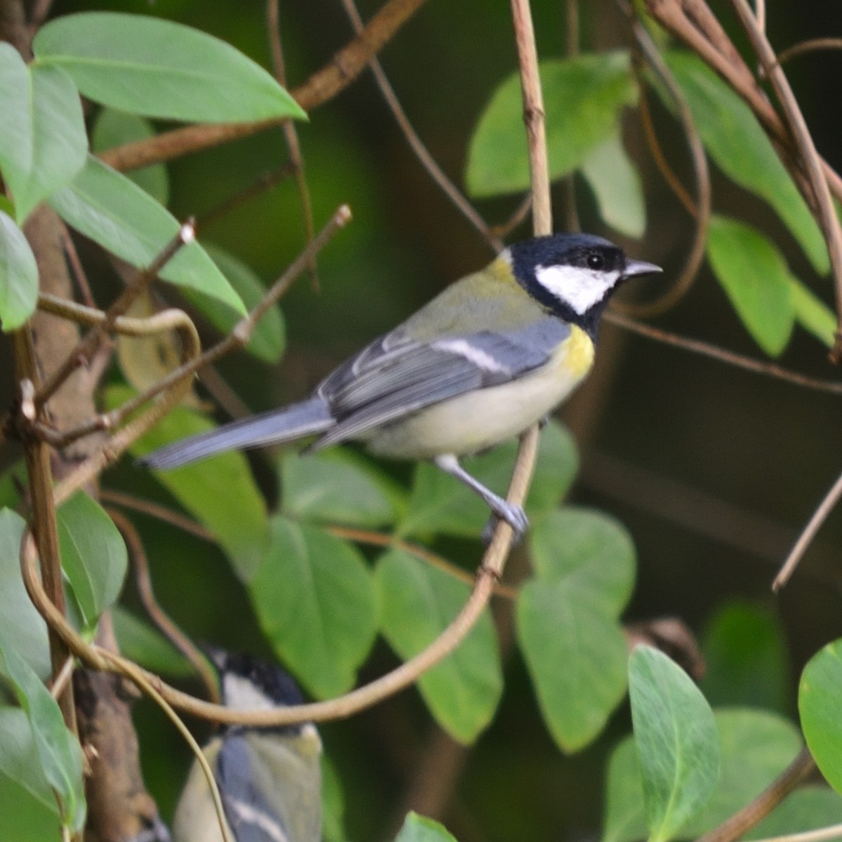 Great Tit - ML642051782