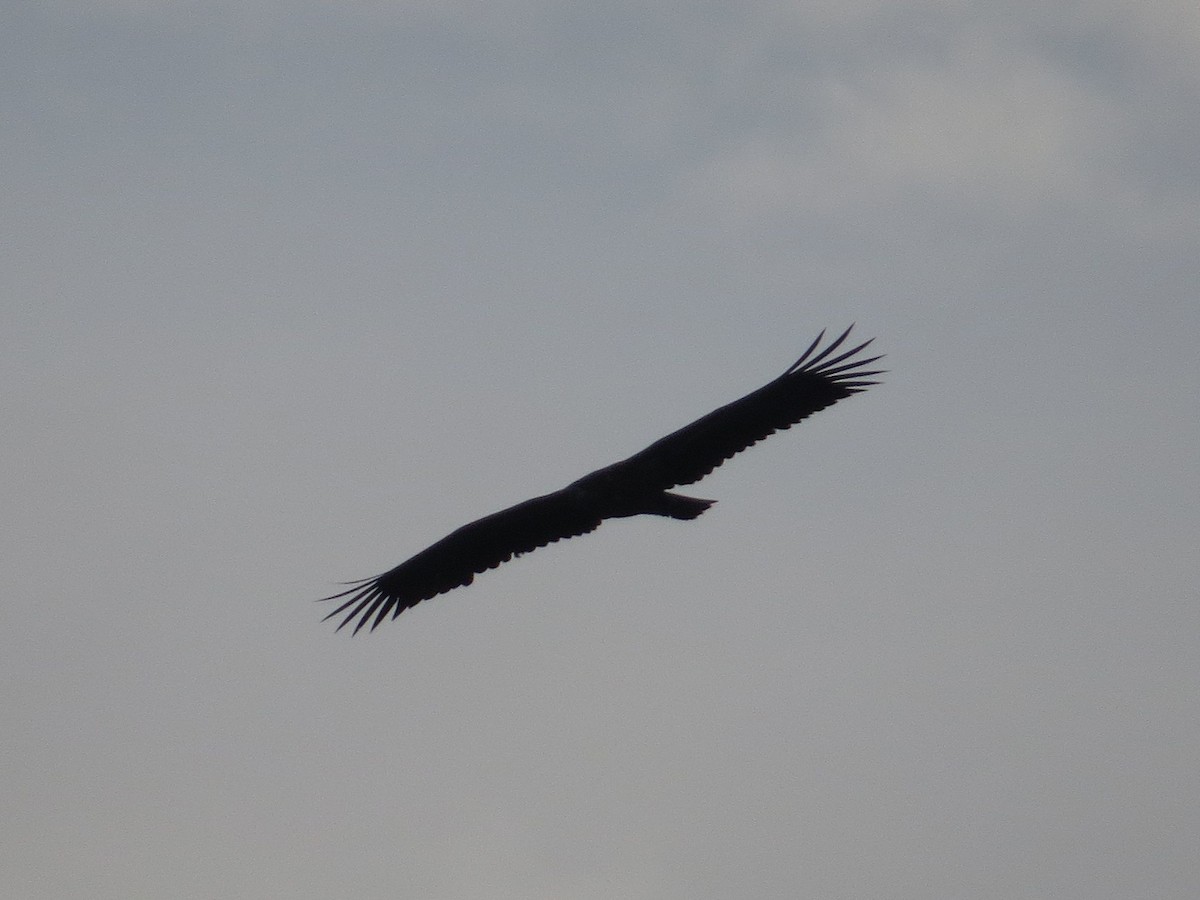 White-tailed Eagle - ML642051800