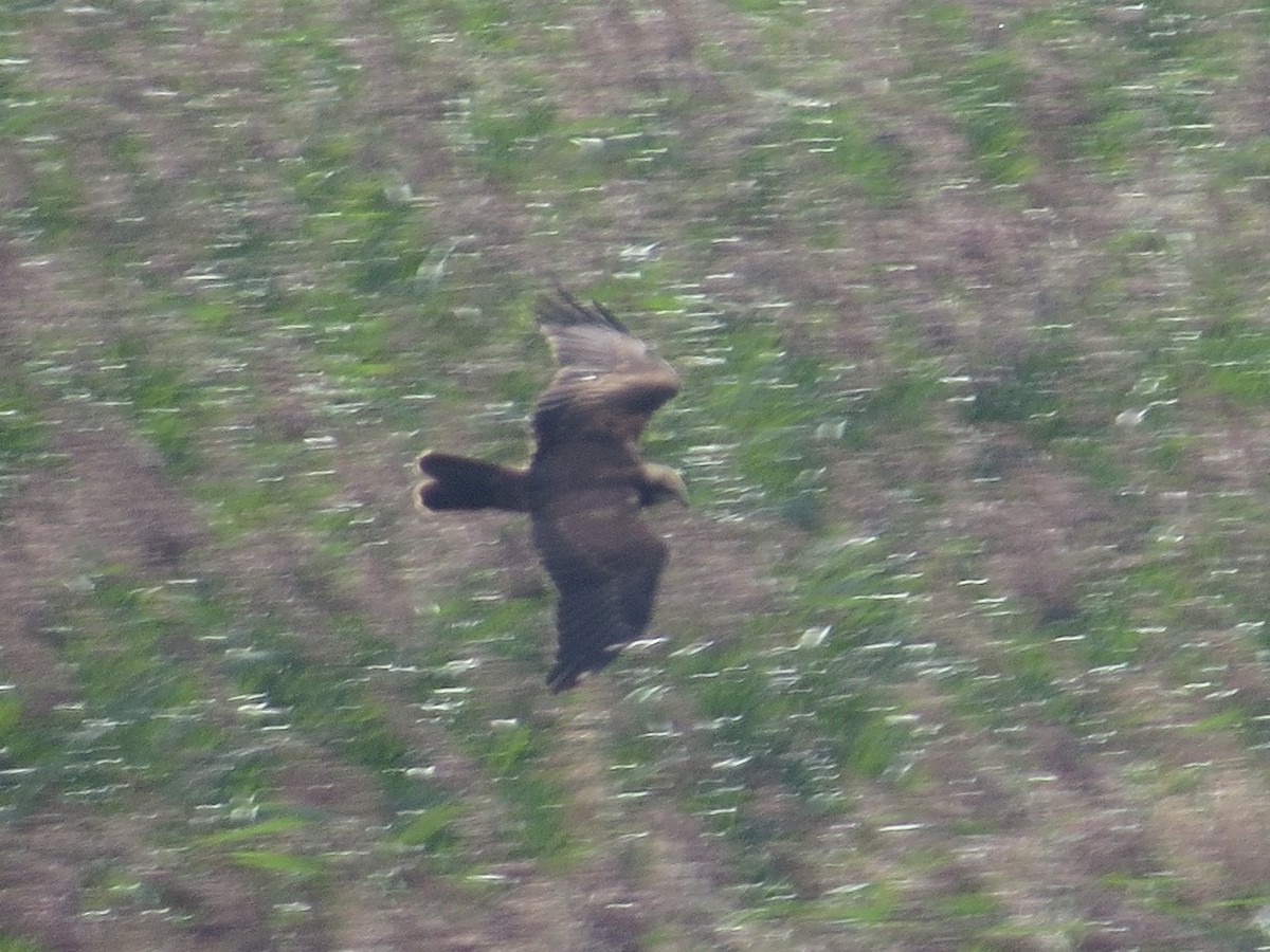 Western Marsh Harrier - ML642051801