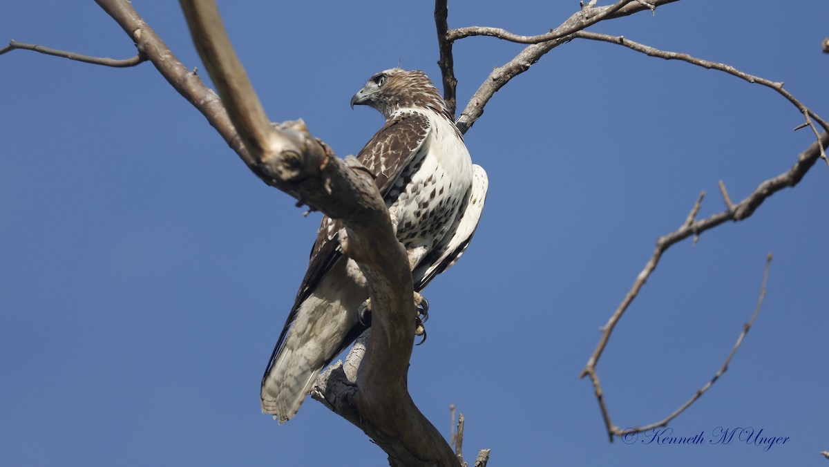 Red-tailed Hawk - ML642051807