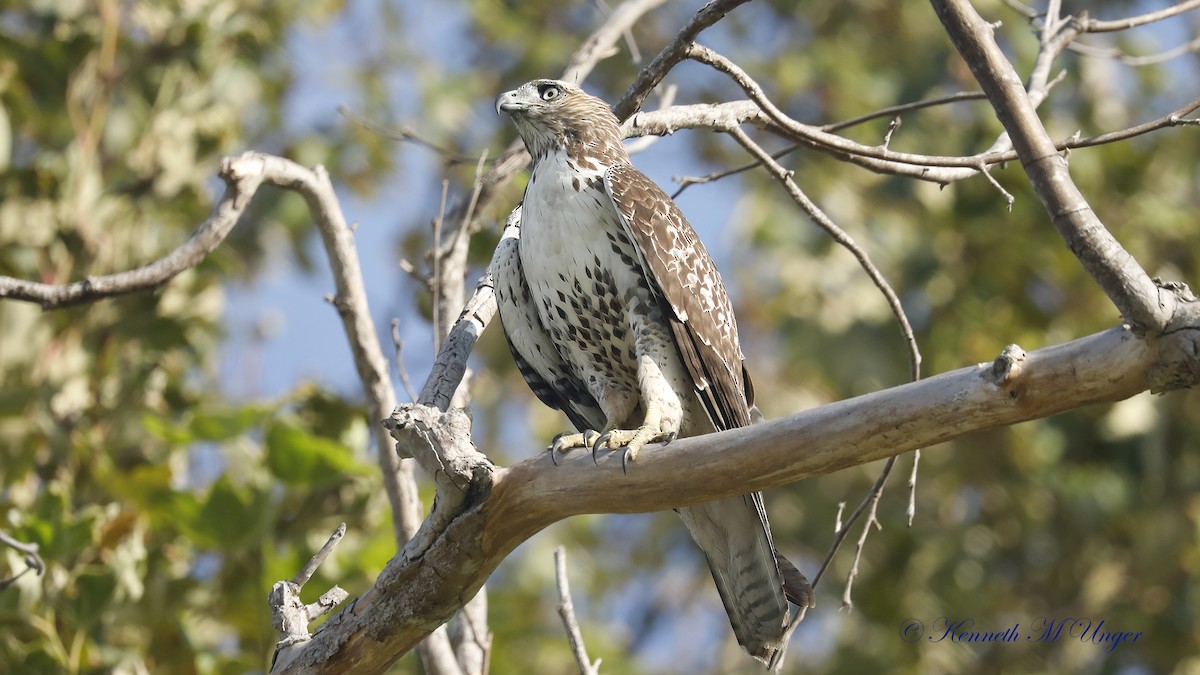 Red-tailed Hawk - ML642051808