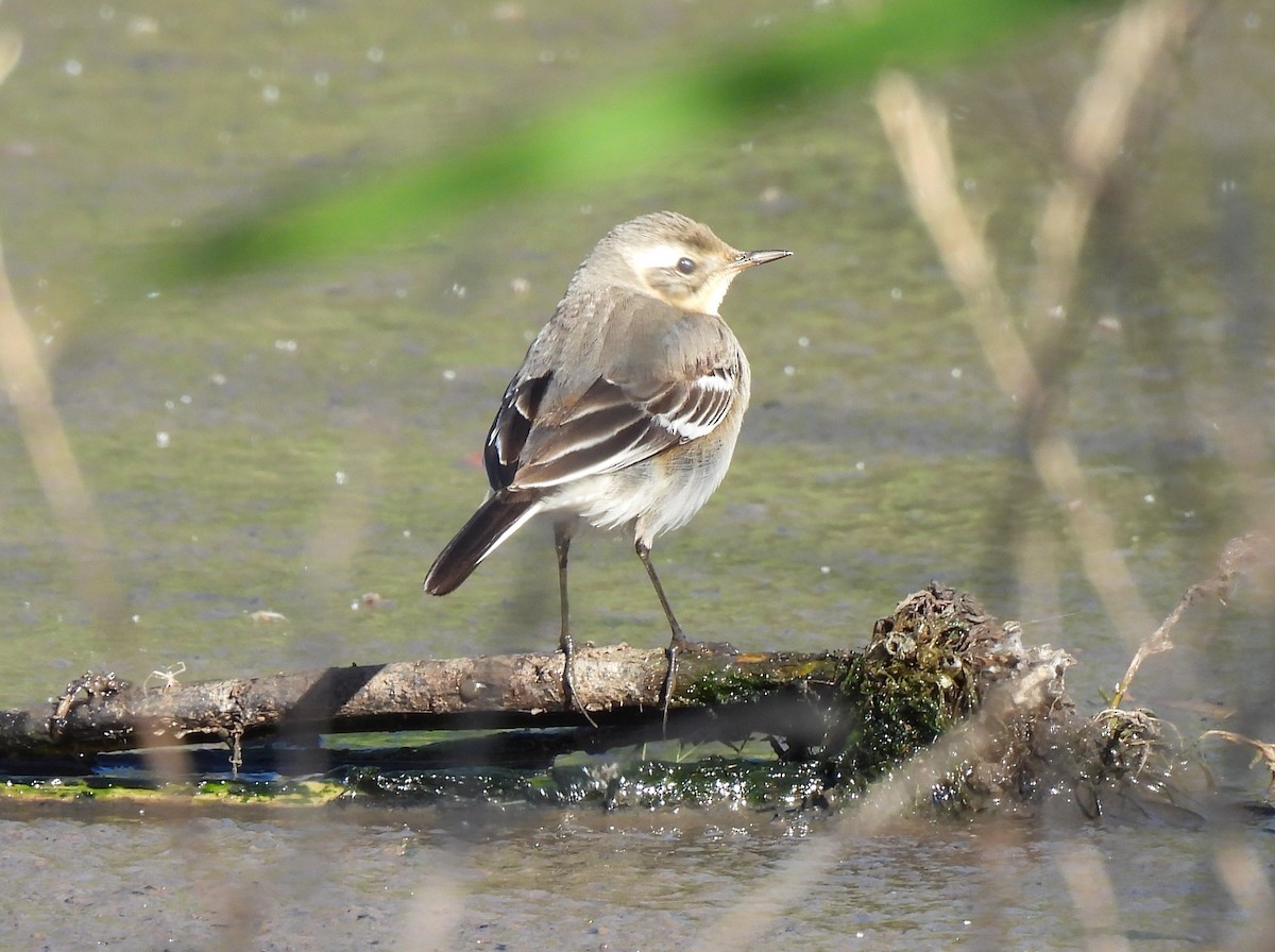 Citrine Wagtail - ML642051837