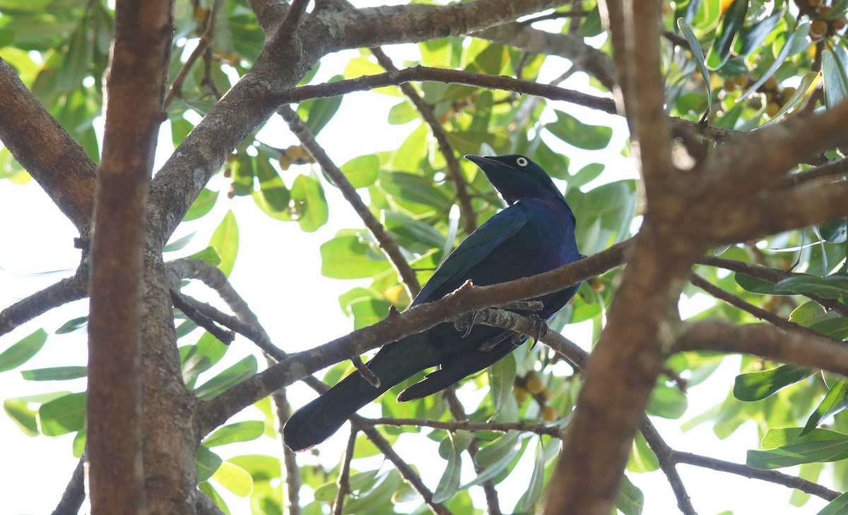 Splendid Starling - ML642051841