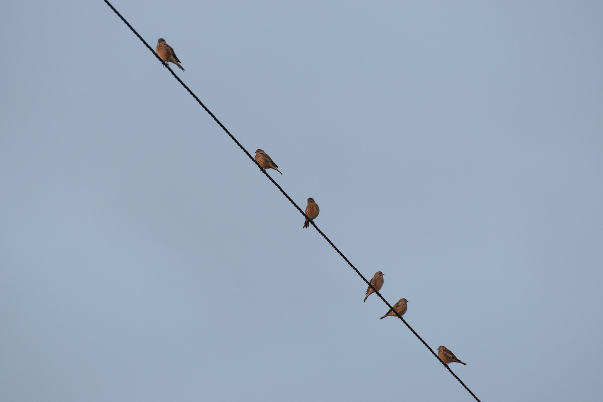 Eurasian Linnet - Jannik Beninde