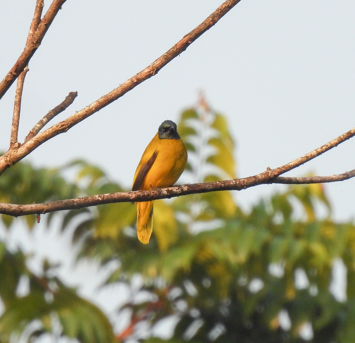 Black-headed Bulbul - ML642051845