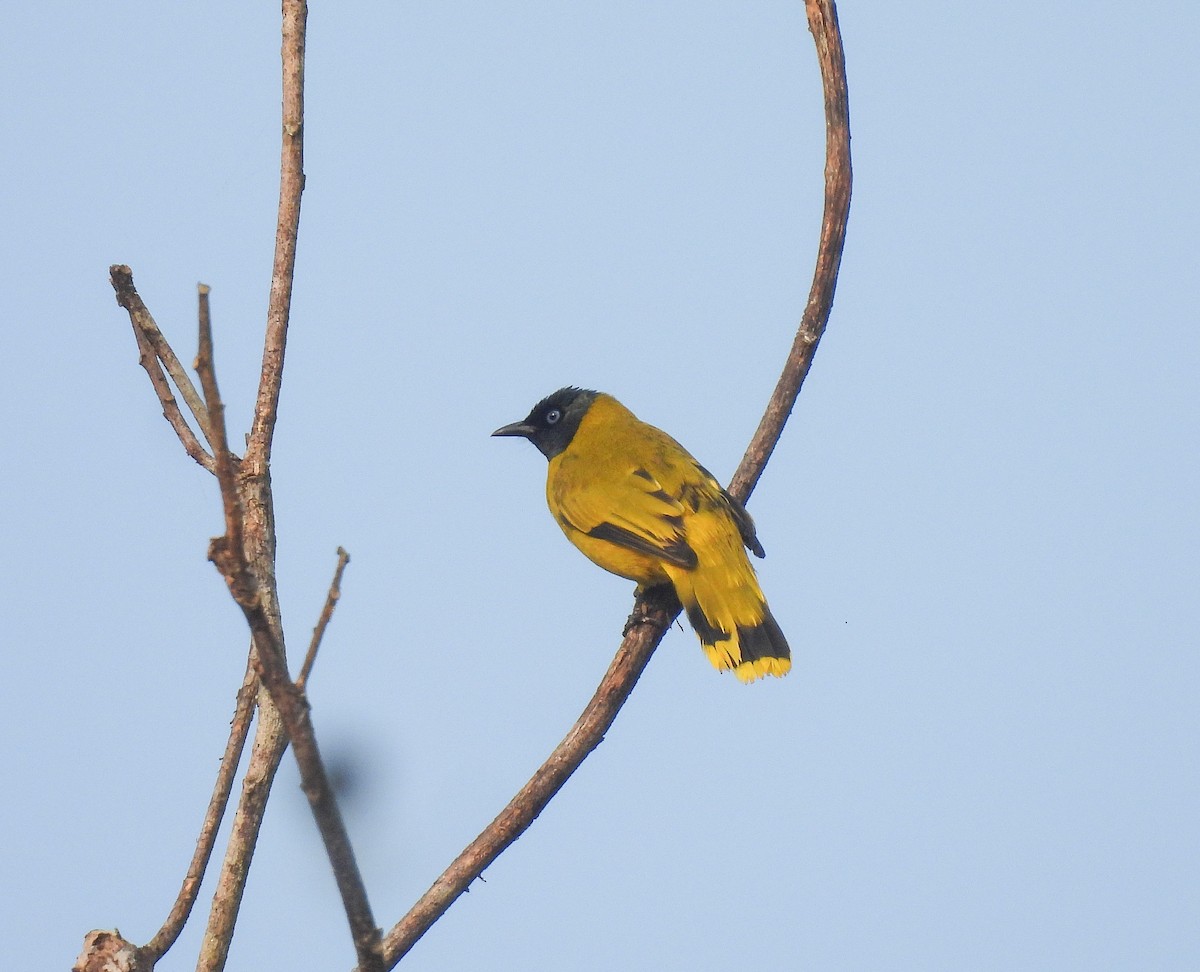 Black-headed Bulbul - ML642051846