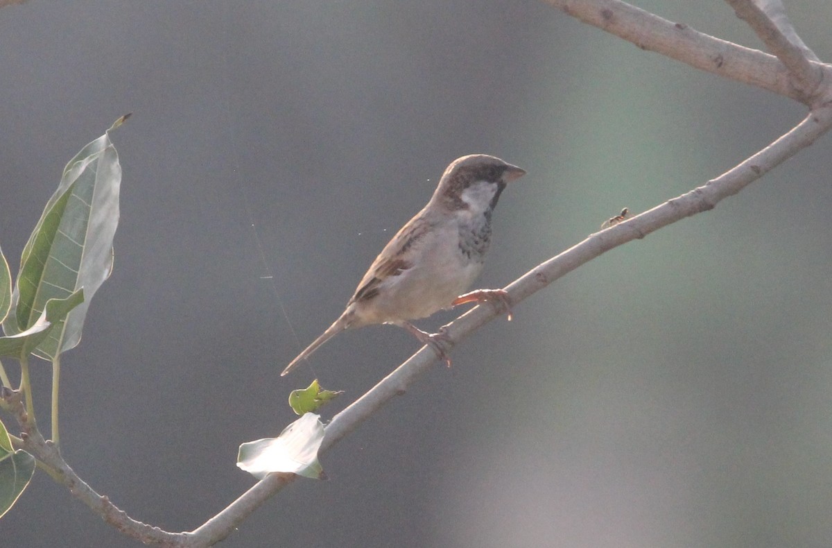 House Sparrow - ML642051882