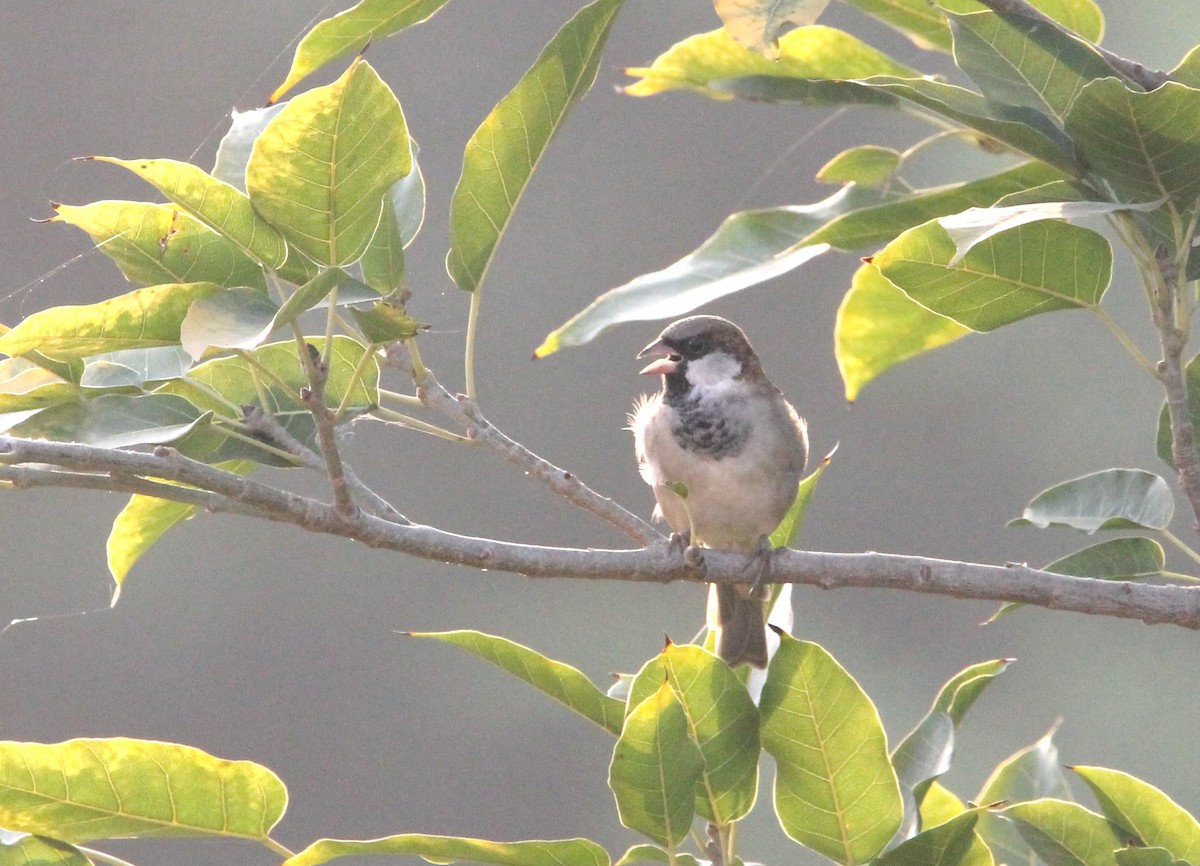 House Sparrow - ML642051883