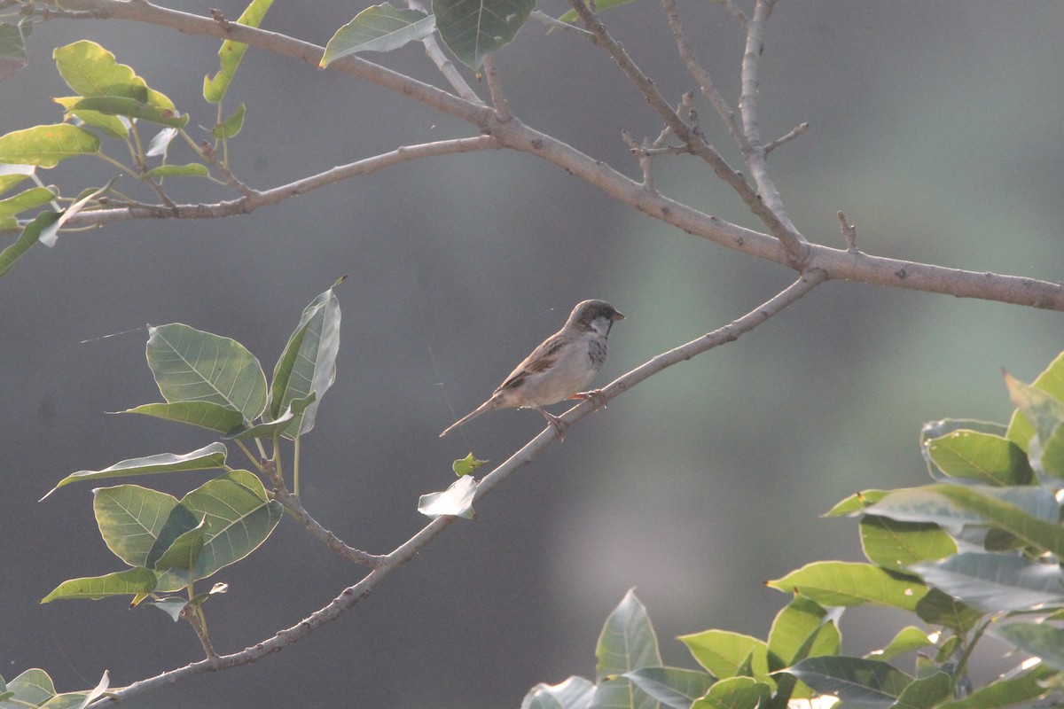 House Sparrow - ML642051884