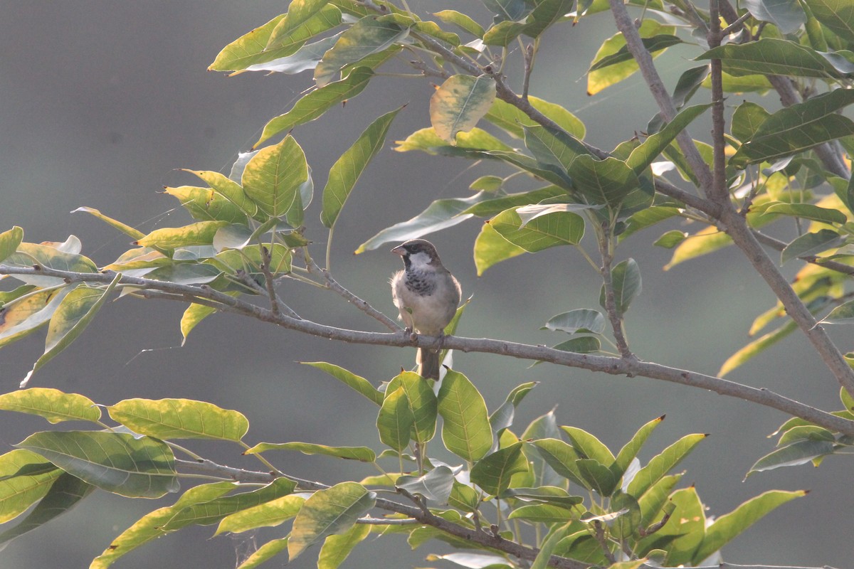 House Sparrow - ML642051885
