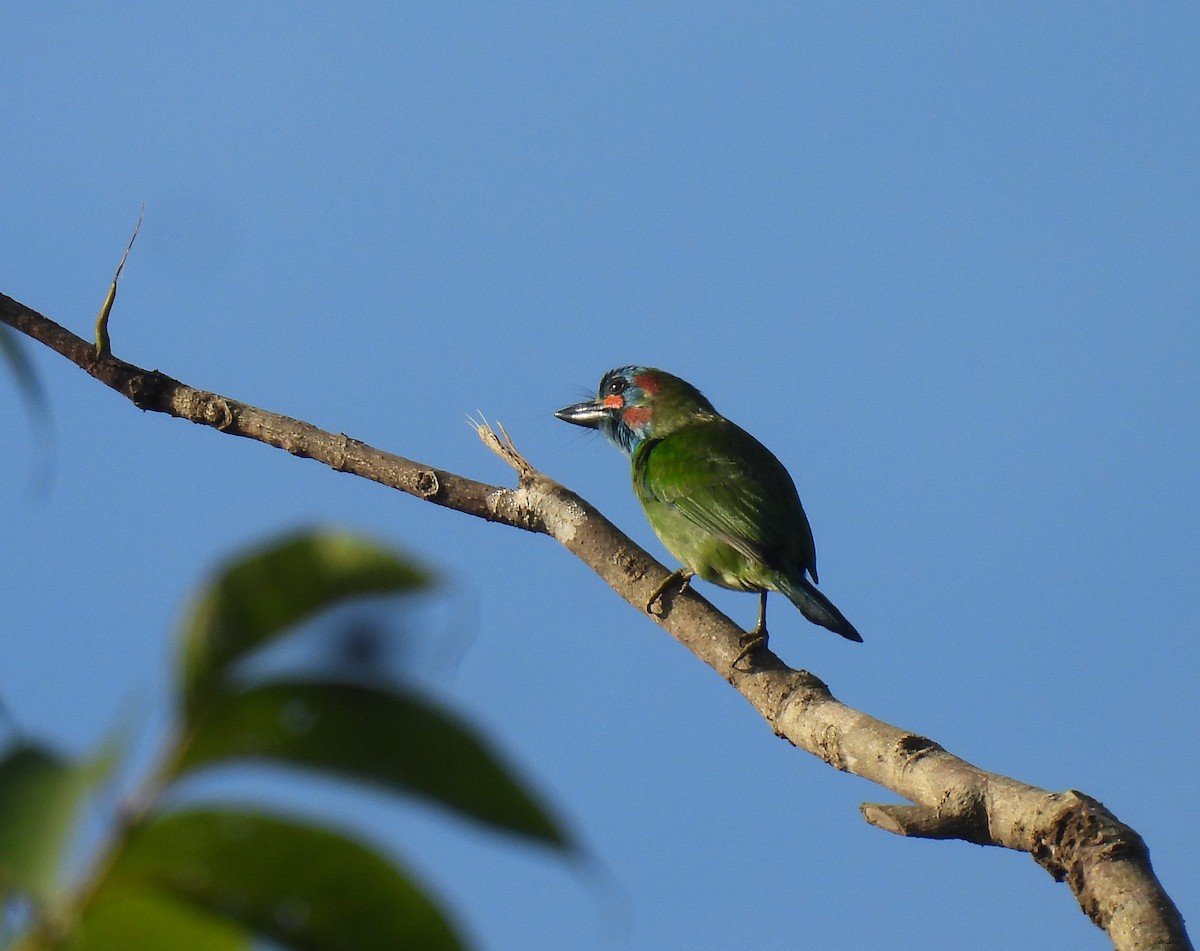 Mavi Kulaklı Barbet - ML642051940