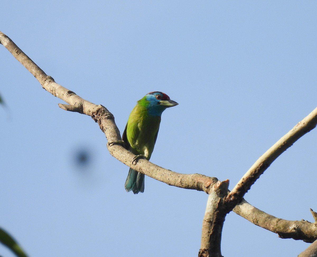 Mavi Boğazlı Barbet - ML642051944