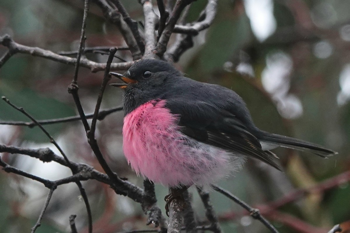 Pembe Bülbül - ML642051952