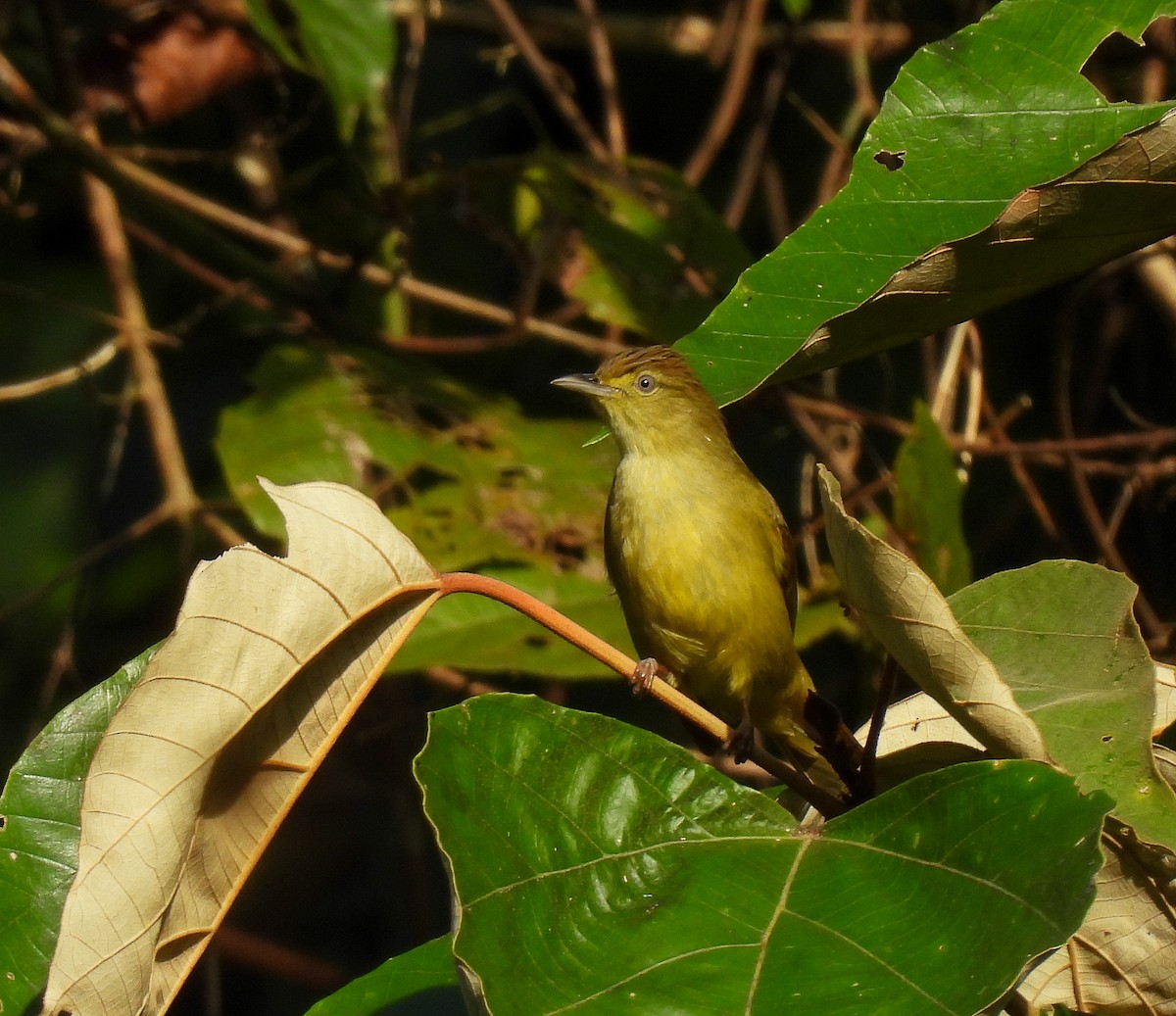 Burma Arapbülbülü - ML642051953