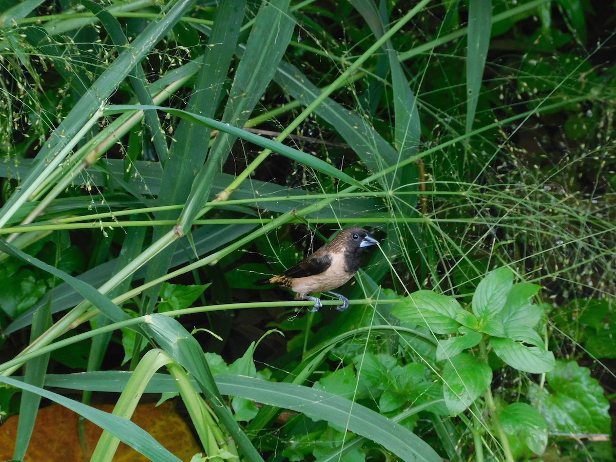 Black-throated Munia - ML642051956