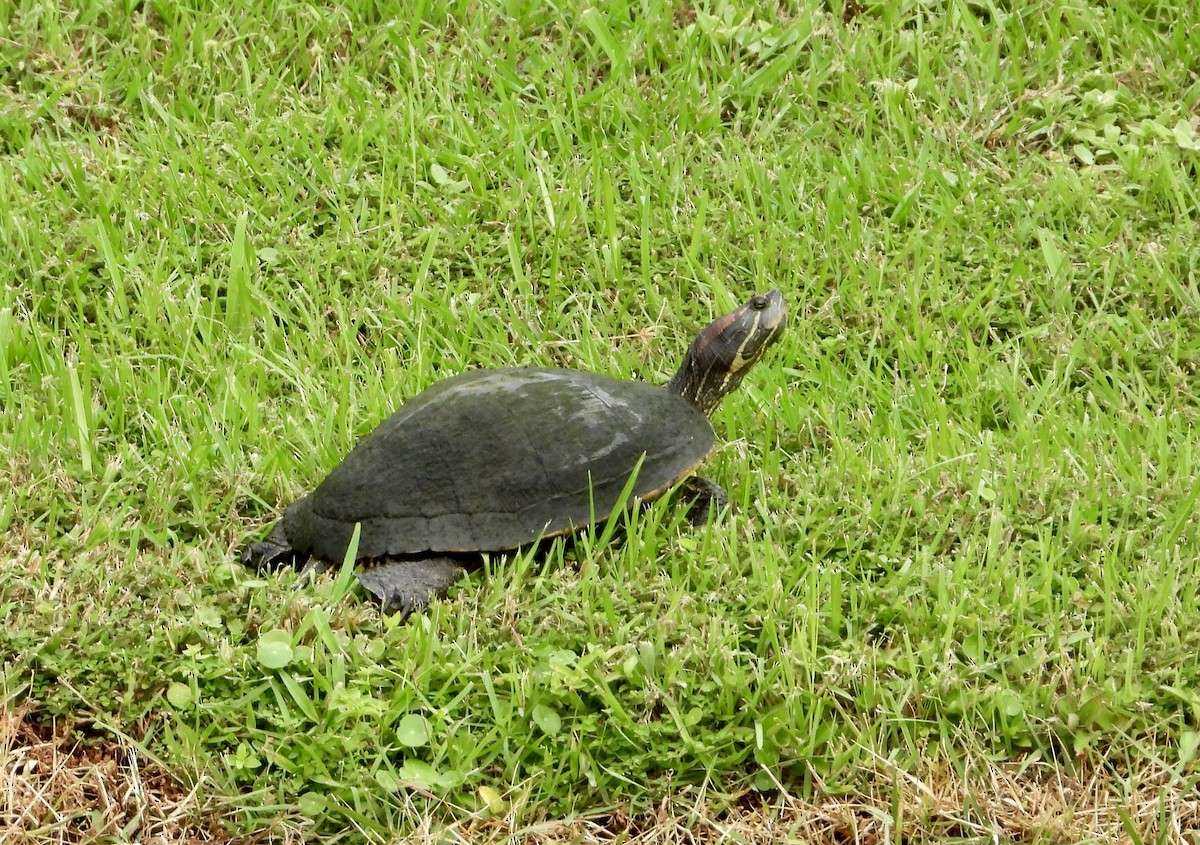 Red-eared Slider - ML642051996