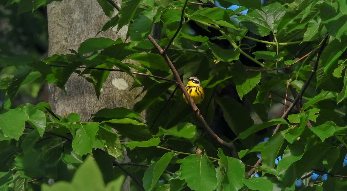 Magnolia Warbler - Nathan Heath
