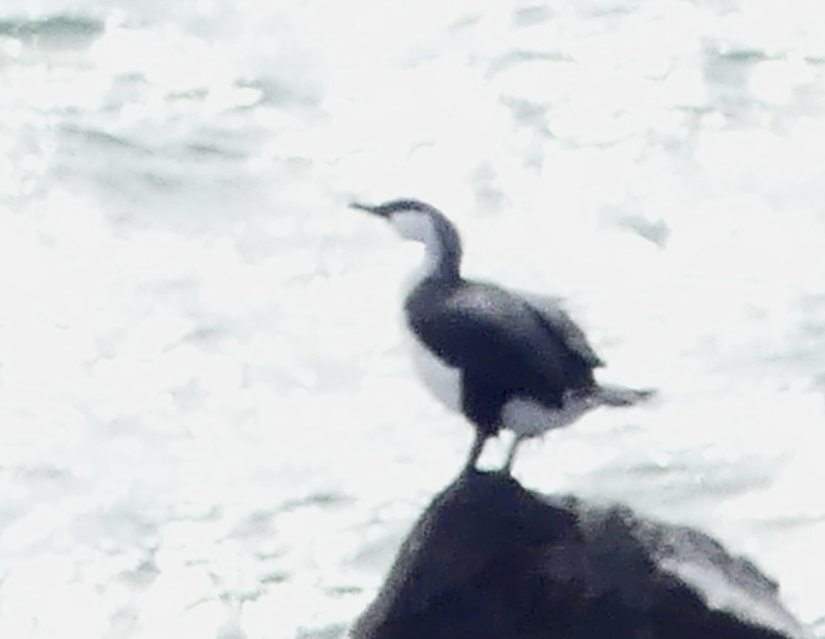 Black-faced Cormorant - ML642052021