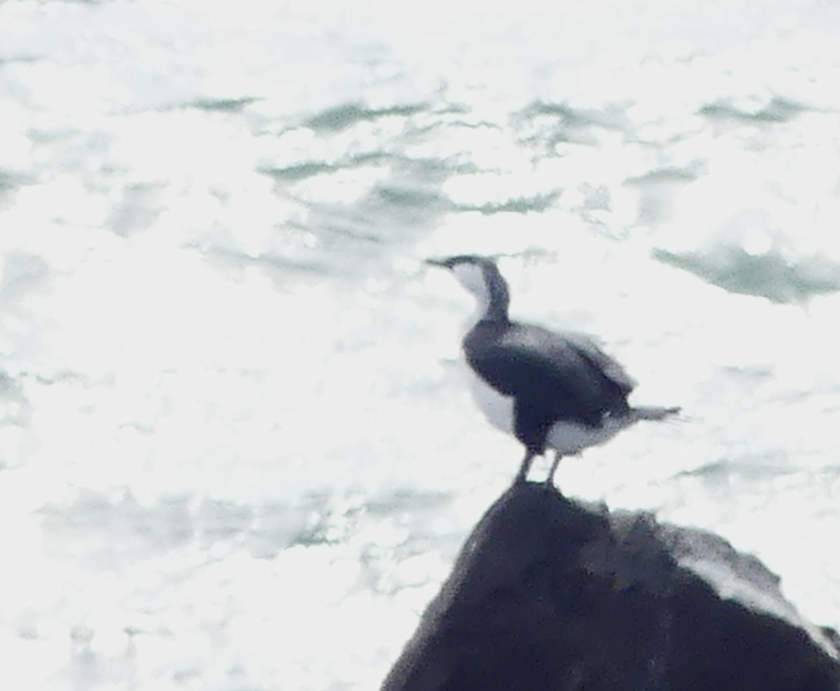 Black-faced Cormorant - ML642052022