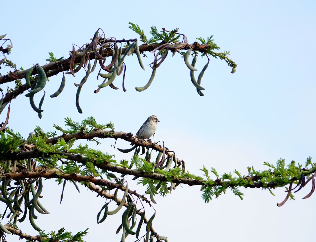 Reichenow's Seedeater - ML642052032