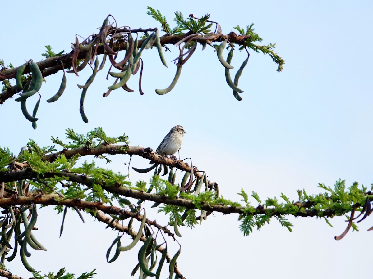 Reichenow's Seedeater - ML642052033