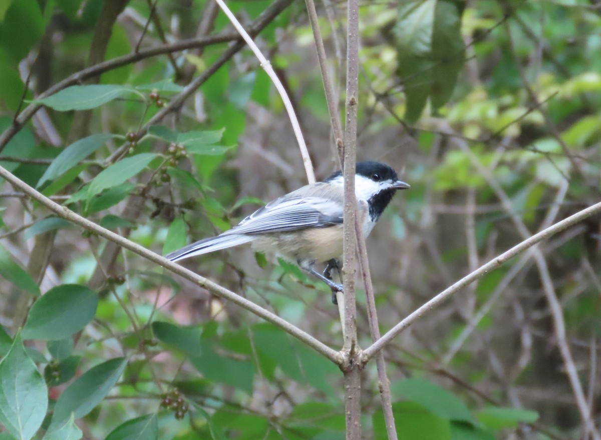 Black-capped Chickadee - ML642052076