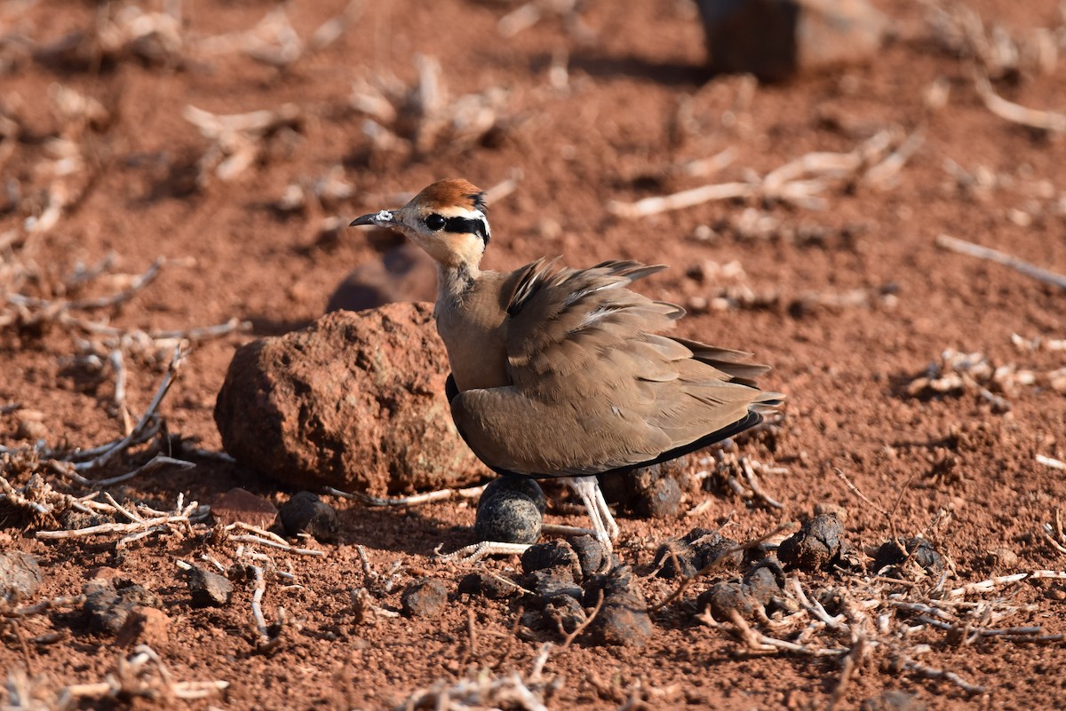 Temminckrennvogel - ML642052091