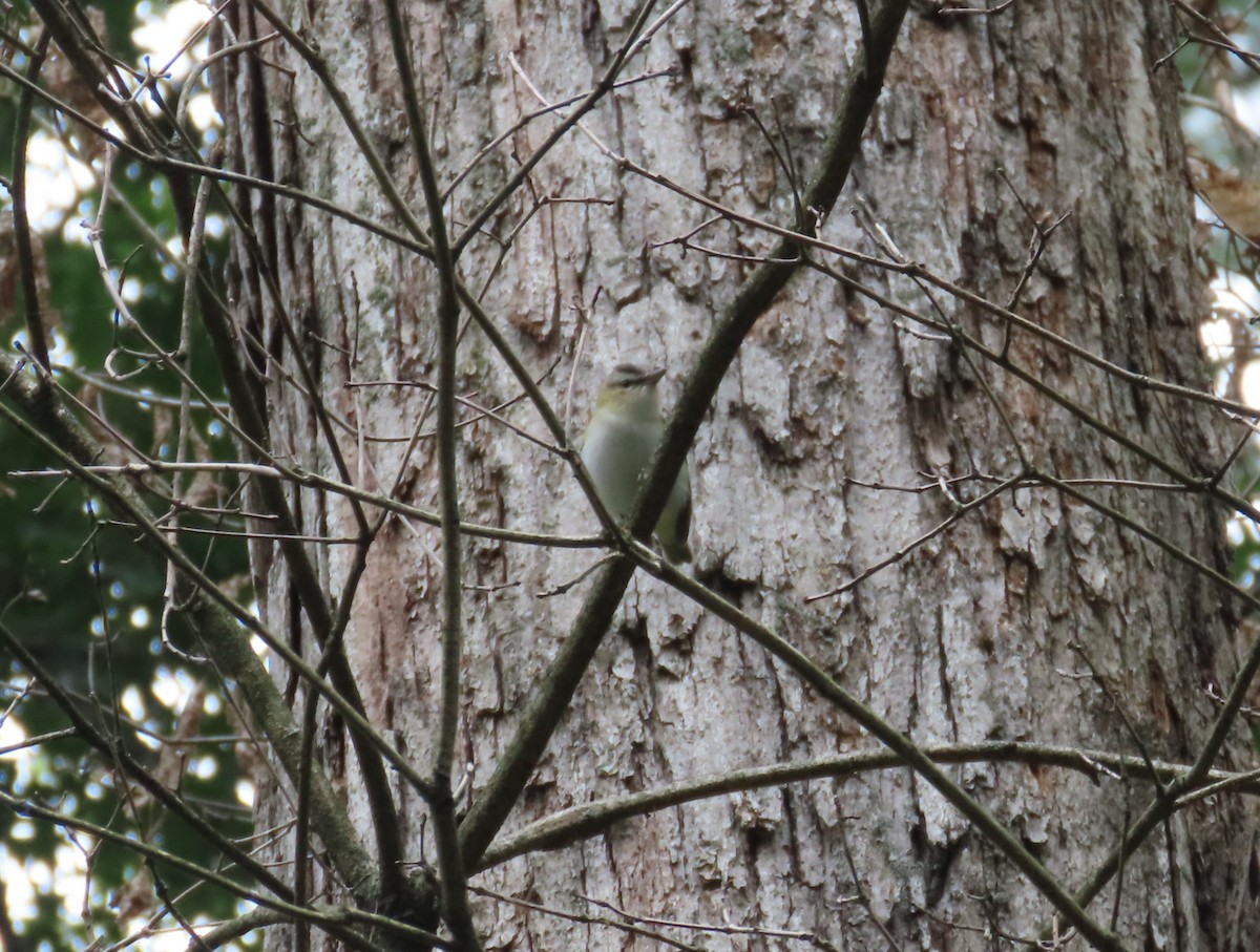 Kızıl Gözlü Vireo - ML642052097
