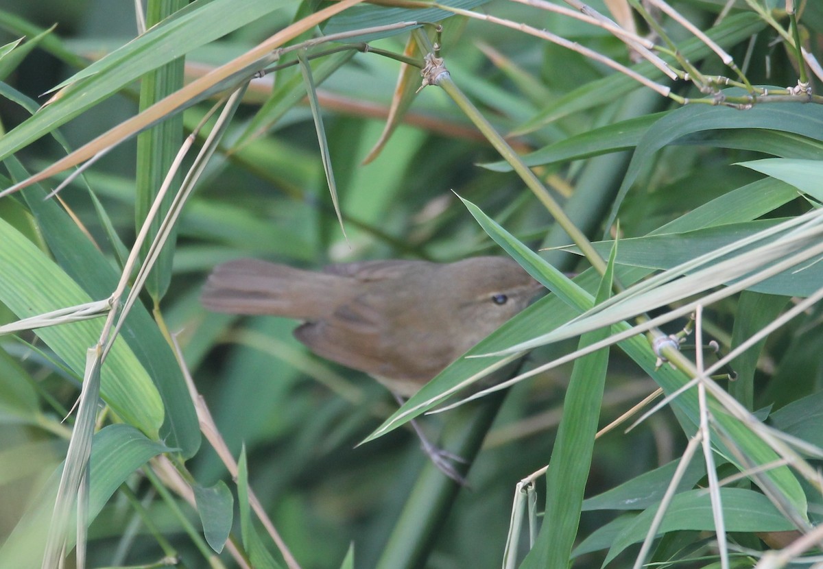 Clamorous Reed Warbler - ML642052102