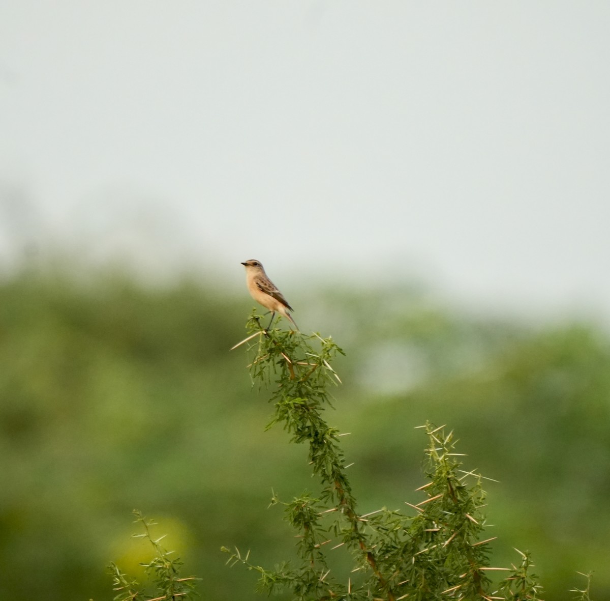 Siberian Stonechat - ML642052118