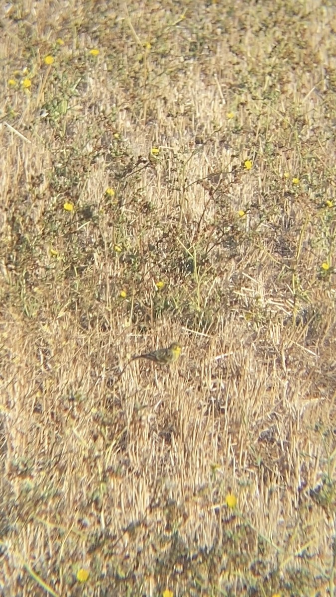 בזבוז אירופי - ML642052136
