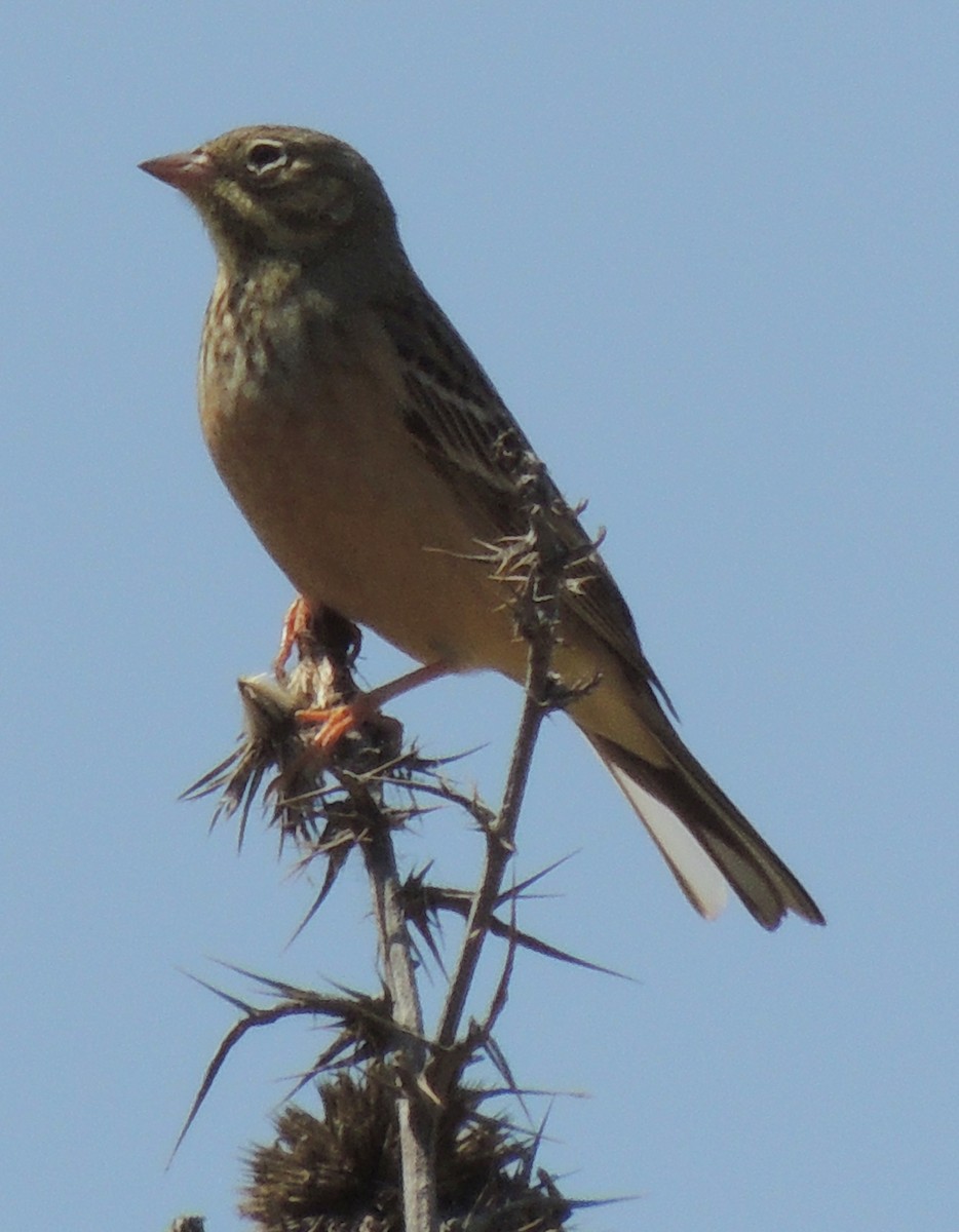 Ortolan Bunting - ML642052151