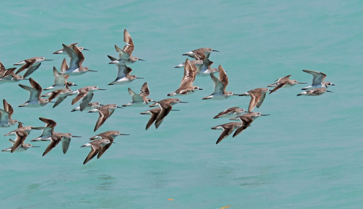 Terek Sandpiper - ML642052157