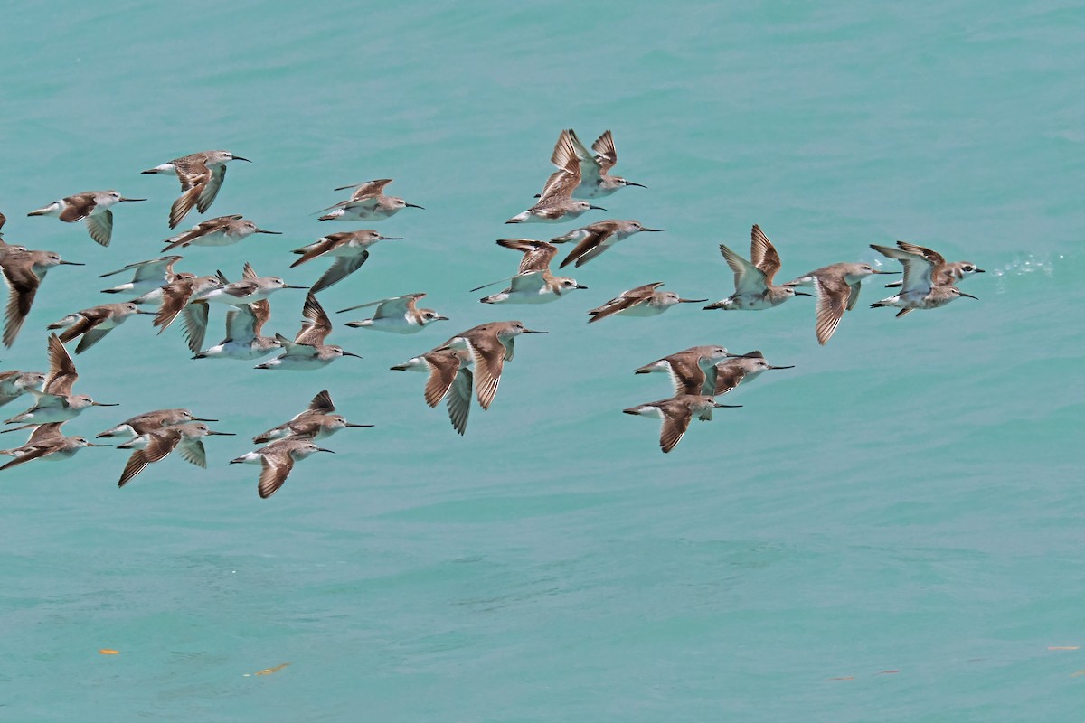 Terek Sandpiper - ML642052163