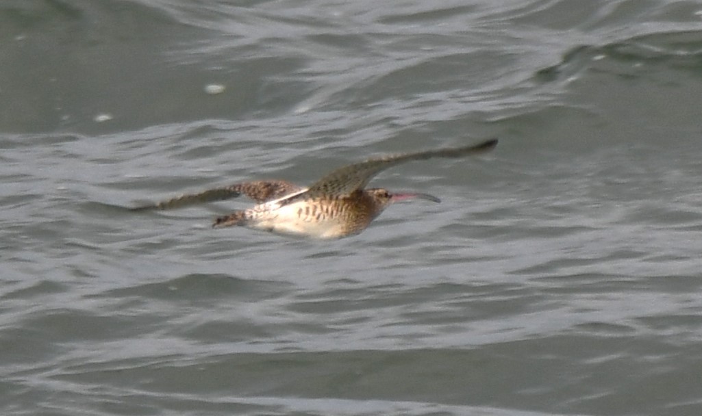 Eurasian Curlew - ML642052173