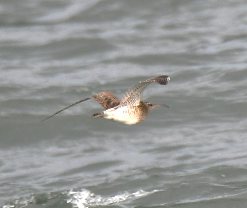 Eurasian Curlew - ML642052177