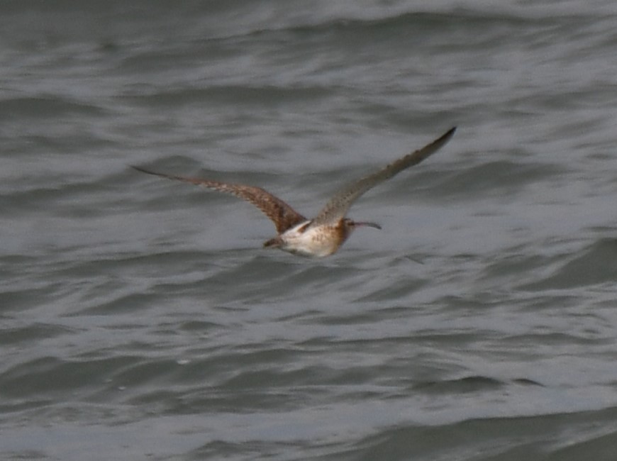 Eurasian Curlew - ML642052178