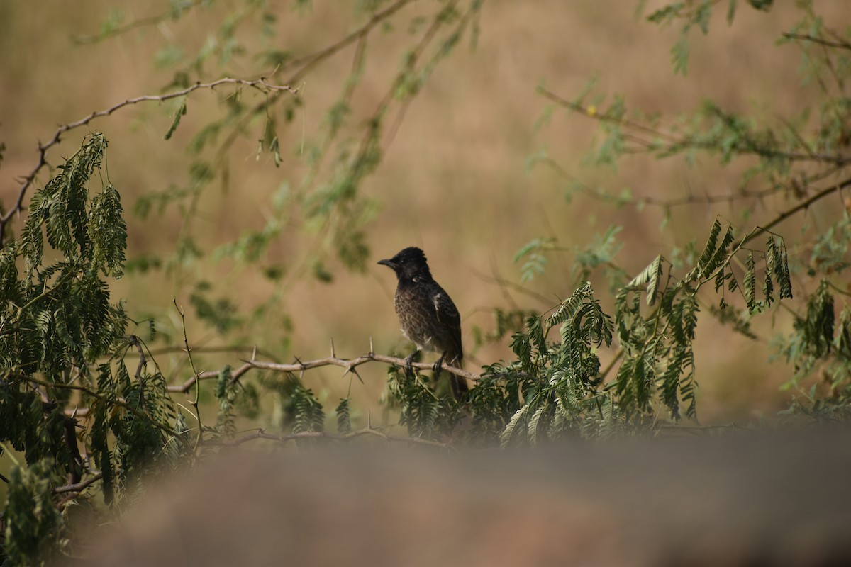 Red-vented Bulbul - ML642052189