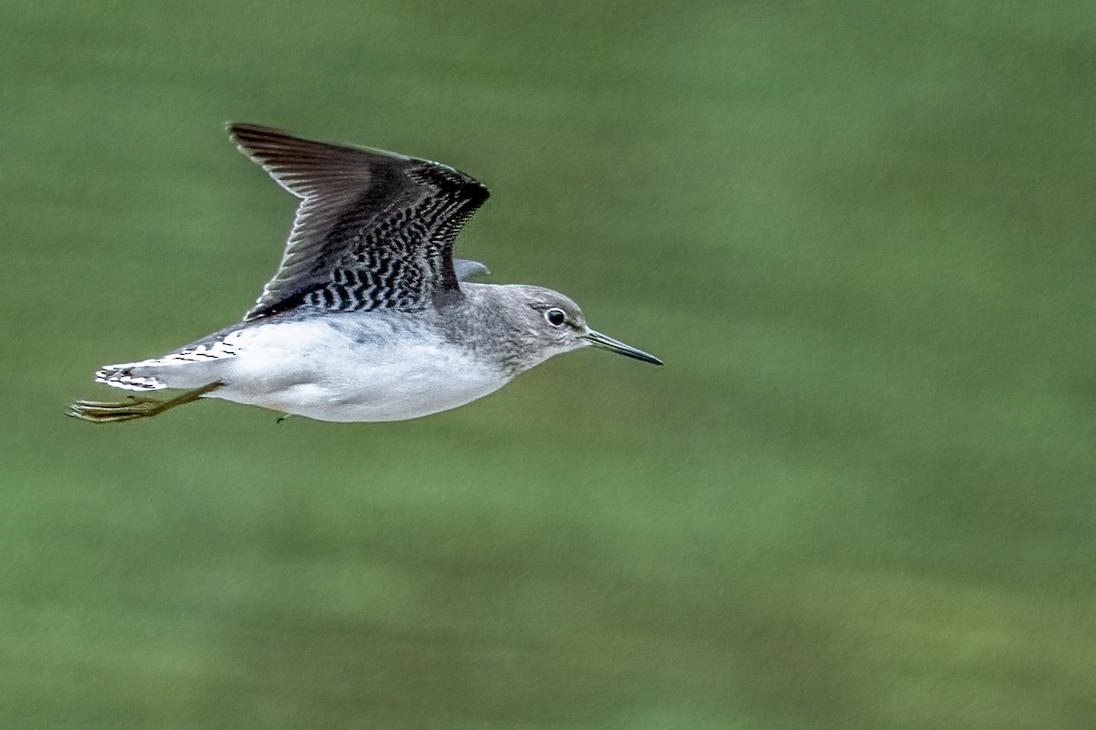 Solitary Sandpiper - ML642052190
