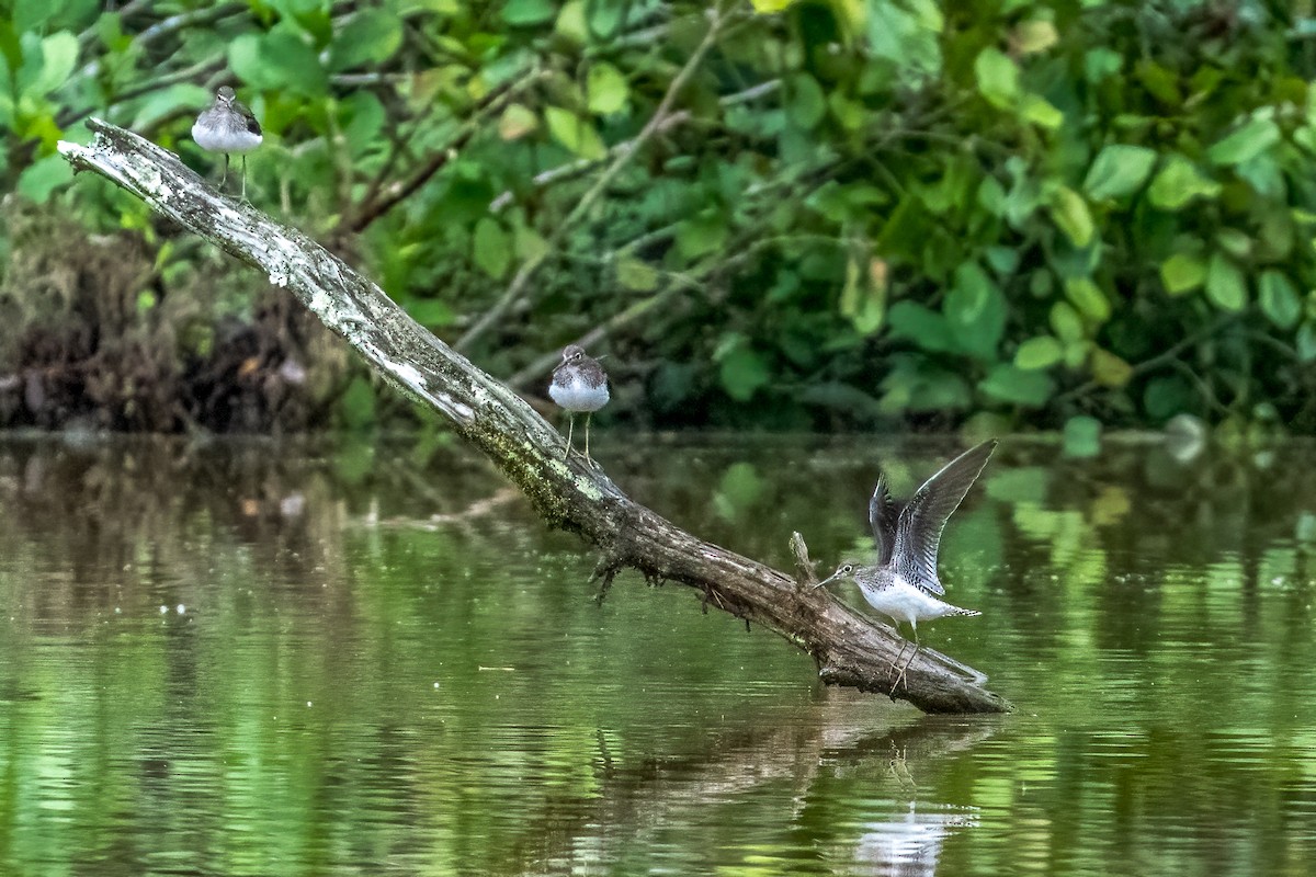 Solitary Sandpiper - ML642052191