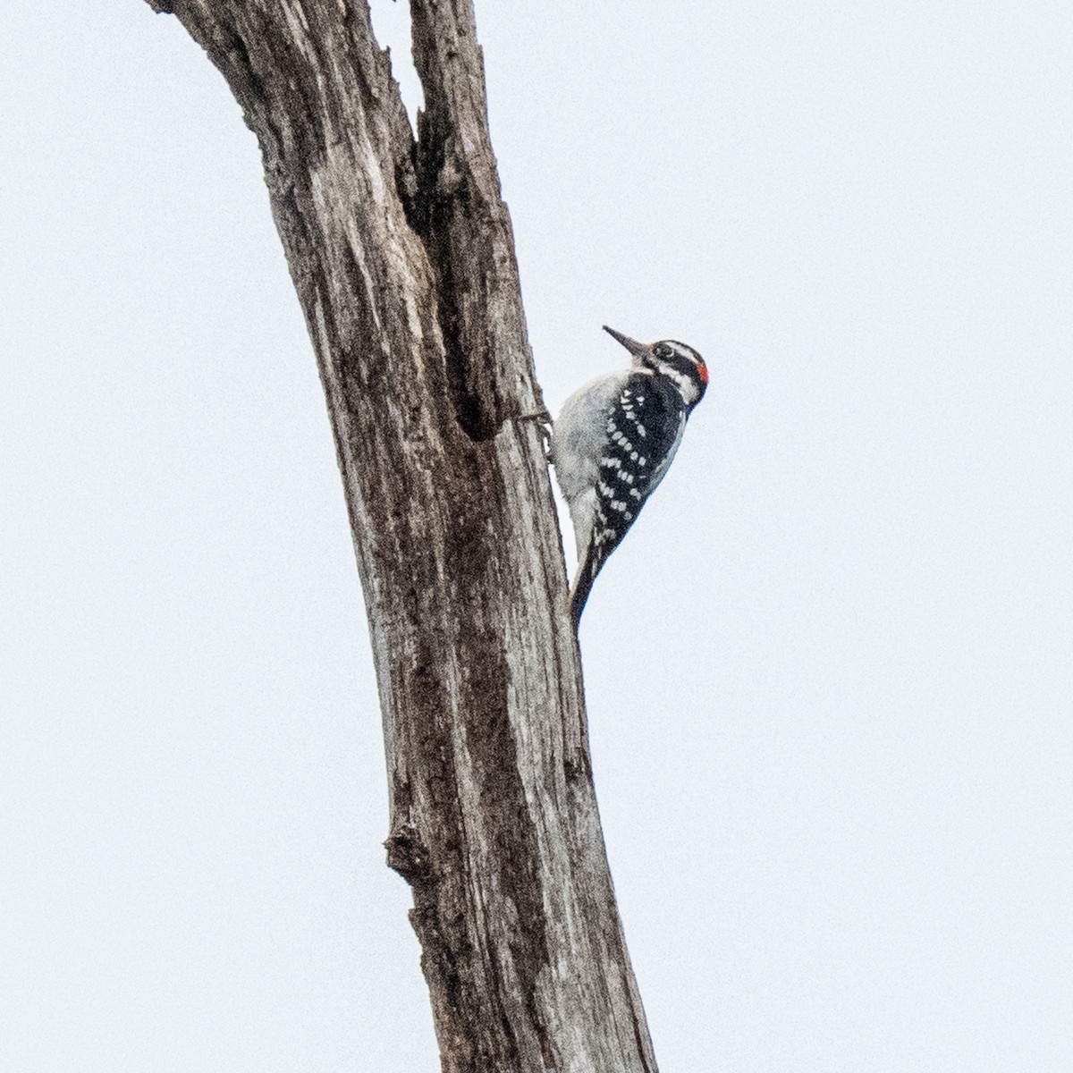 Hairy Woodpecker - ML642052214