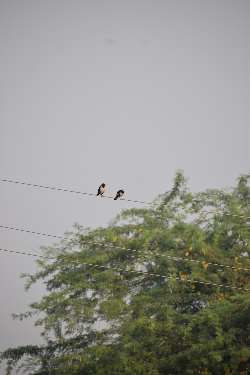 印度鵲椋鳥 - ML642052217