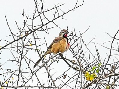 Rosy-patched Bushshrike - ML642052222