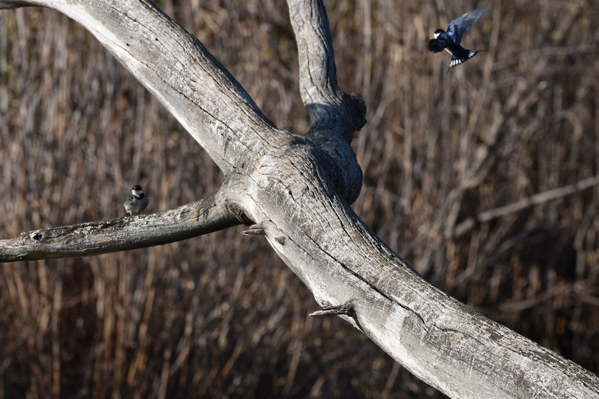 White-throated Swallow - ML642052223