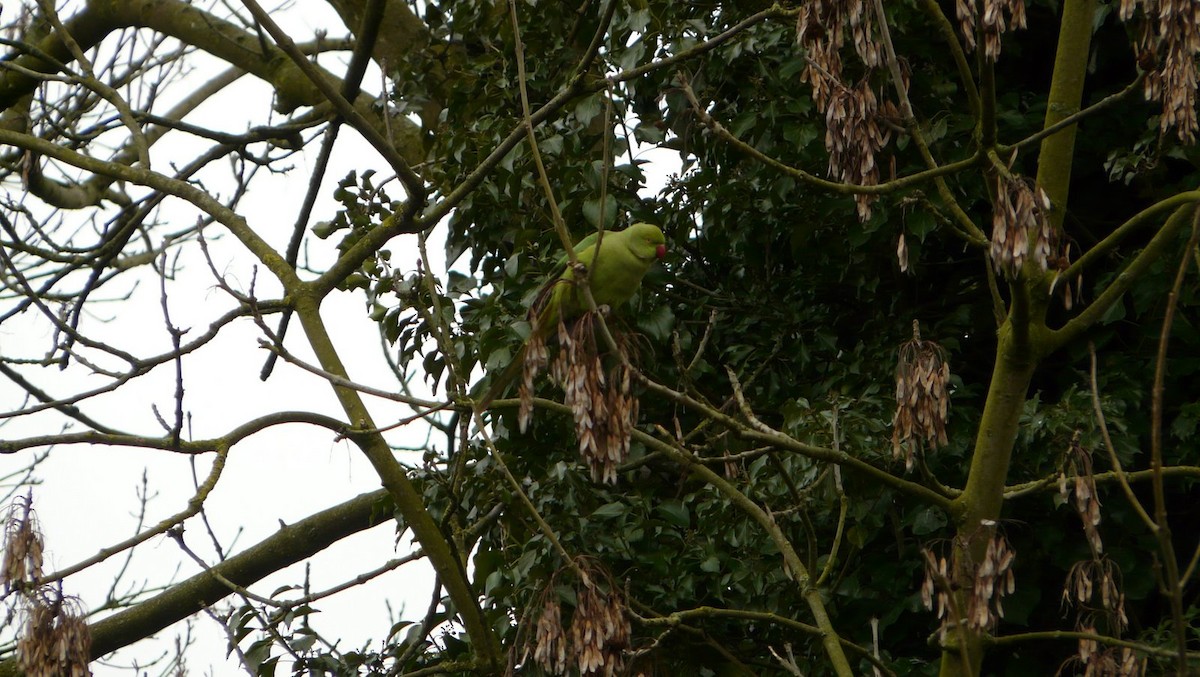 Rose-ringed Parakeet - ML642052232