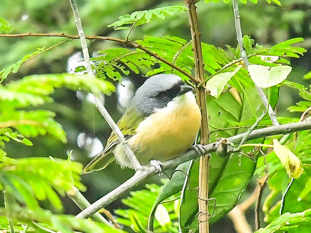 Black-fronted Bushshrike - ML642052237